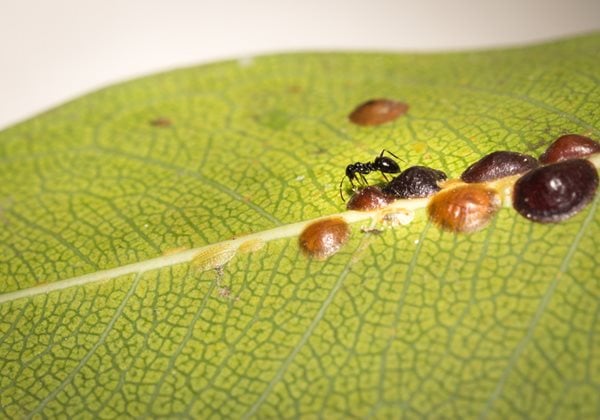 Scale And Ant On Leaf, Scale Insects
"Dream Team's" Portland Garden
Shutterstock.com
New York, NY