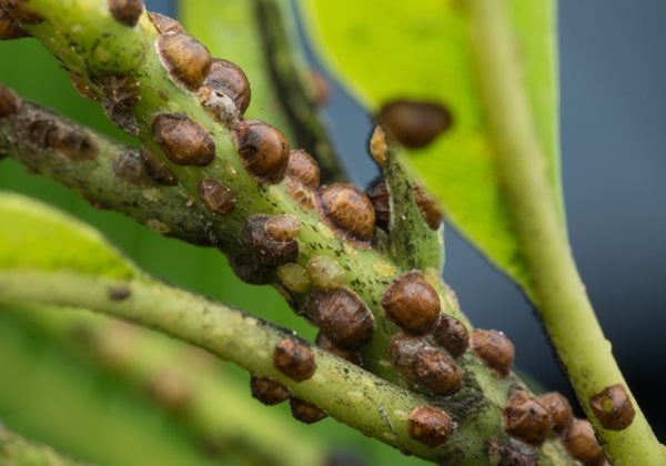 How to Get Rid of Scale on Plants