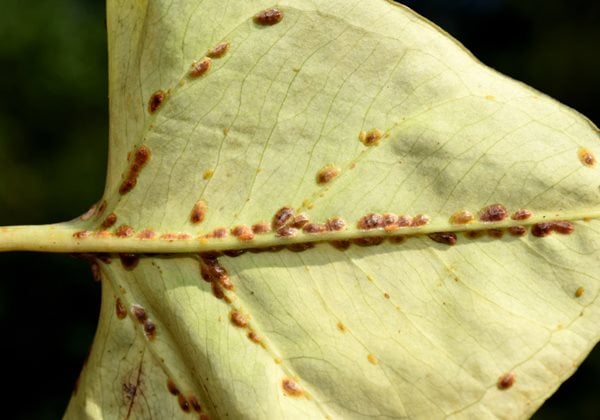 Scale Insects On Leaf
"Dream Team's" Portland Garden
Shutterstock.com
New York, NY