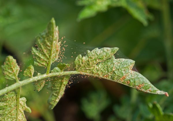 Image of Spider mites summer plant