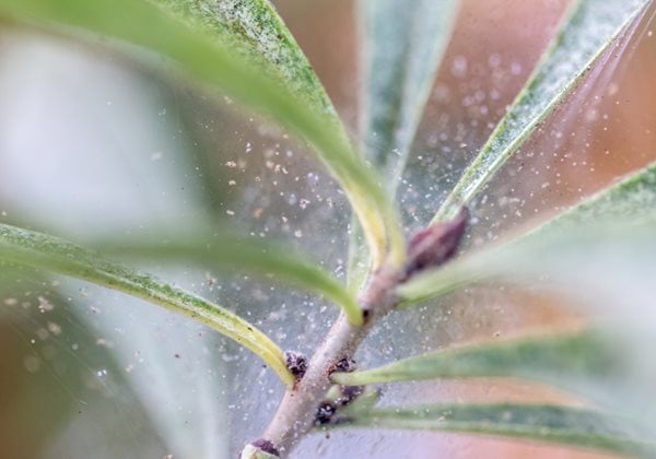 Spider Mites On Houseplant, Spider Mites
"Dream Team's" Portland Garden
Shutterstock.com
New York, NY