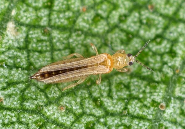 Thrips Insect, Thrips On Leaf
"Dream Team's" Portland Garden
Shutterstock.com
New York, NY