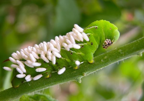 hornworm with wasp eggs
