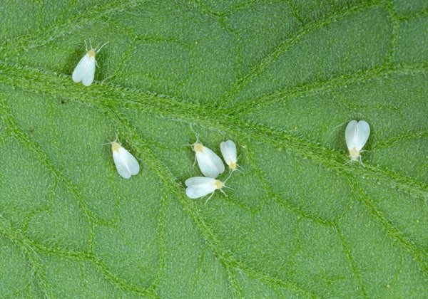 Dark-winged fungus gnats and white flies are stuck on a yellow