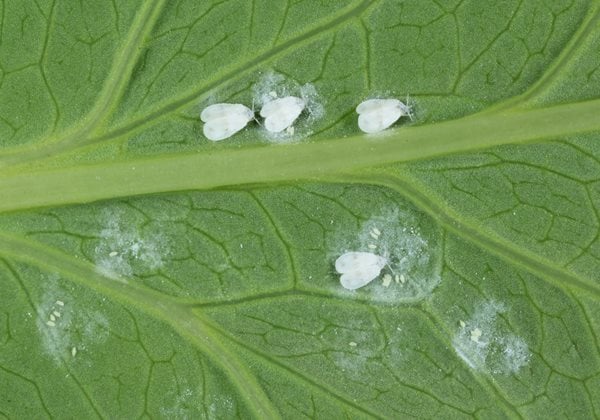Whitefly Adults And Larvae, Garden Pest
"Dream Team's" Portland Garden
Shutterstock.com
New York, NY
