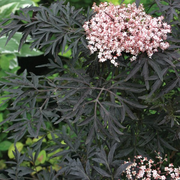 10 Shrubs You'll Love - Gallery | Garden Design