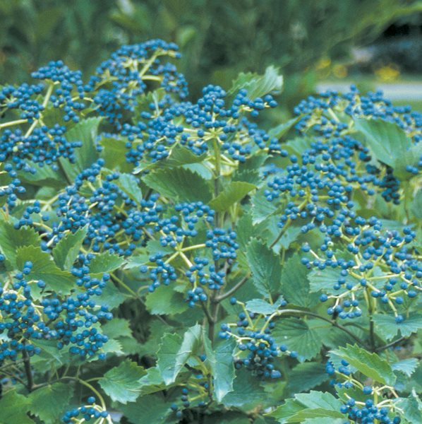10 Shrubs You'll Love - Gallery | Garden Design
