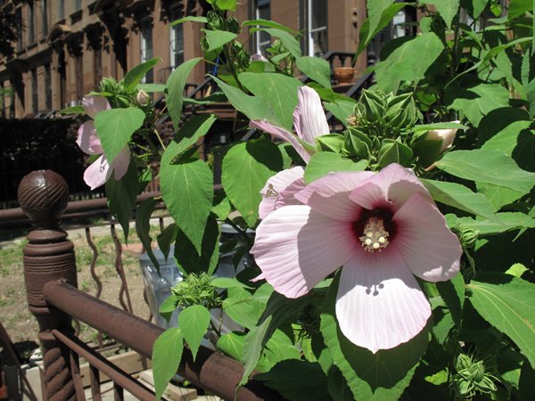 2011 Greenest Block in Brooklyn
Garden Design
Calimesa, CA