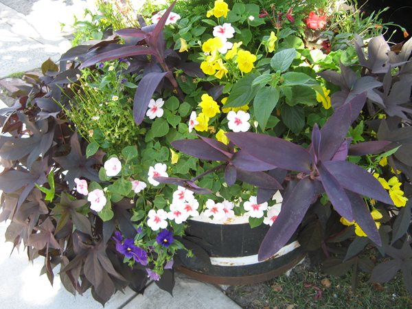 2011 Greenest Block in Brooklyn
Garden Design
Calimesa, CA