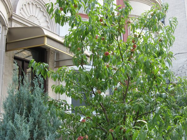 2011 Greenest Block in Brooklyn
Garden Design
Calimesa, CA