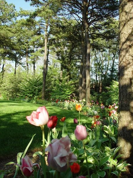 Garden Design Corner a cool, quiet corner of the world - gallery | garden design Garden Design Corner a cool, quiet corner of the world - gallery | garden design