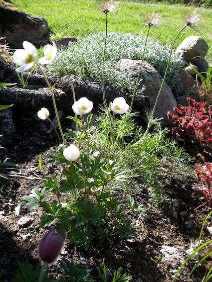 A Flowerbed Garden
Garden Design
Calimesa, CA