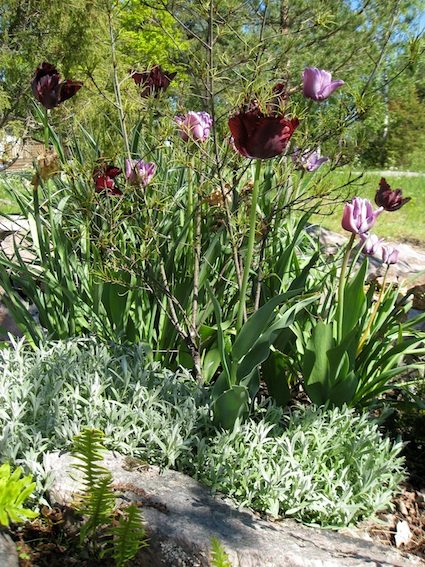 A Flowerbed Garden
Garden Design
Calimesa, CA