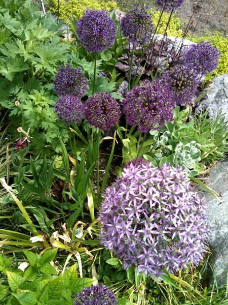 A Flowerbed Garden
Garden Design
Calimesa, CA