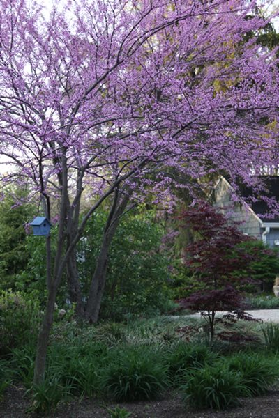 Eastern Redbud Trees
A Garden for Misfit Plants
Arcadia Gardens, LLC
Stevensville, MI