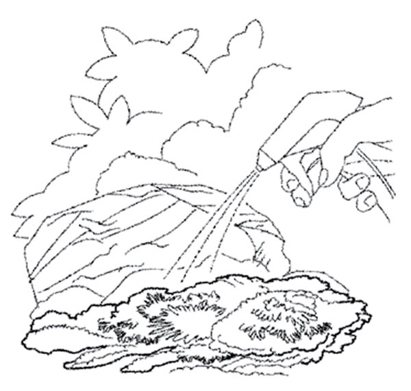 moss coloring page