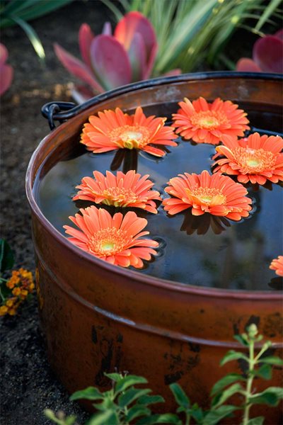 A Pasadena Garden by Heather Lenkin
Garden Design
Calimesa, CA