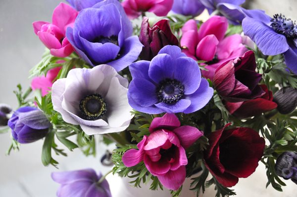 A Passion for Purple Flowers
Garden Design
Calimesa, CA