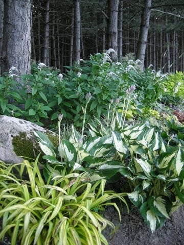 A Rustic Perennial Paradise
Plant Paradise Country Gardens
Caledon, ON