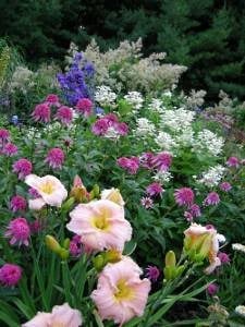 A Rustic Perennial Paradise
Plant Paradise Country Gardens
Caledon, ON