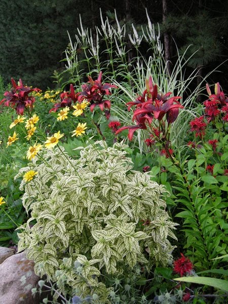 A Rustic Perennial Paradise
Plant Paradise Country Gardens
Caledon, ON