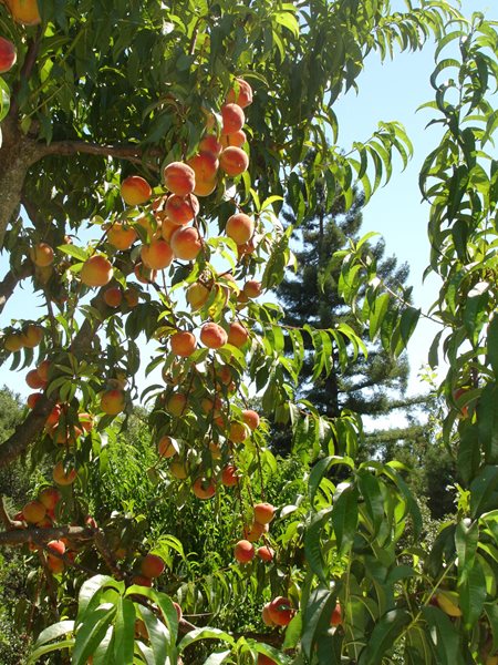 A Visit to Sandra Jordan's Farmhouse and Gardens
Garden Design
Calimesa, CA