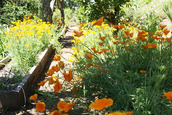 A Visit to Sandra Jordan's Farmhouse and Gardens
Garden Design
Calimesa, CA