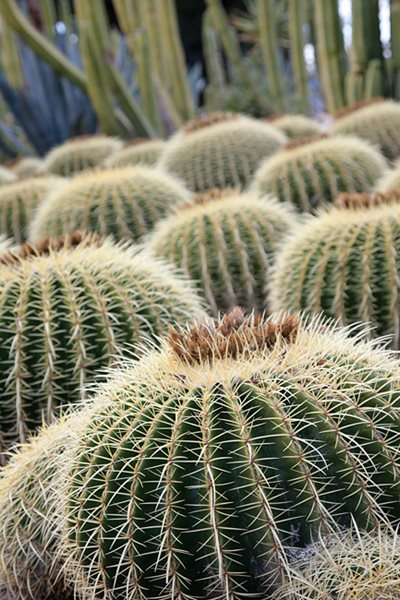 A Waterwise Cactus Garden, Photo Gallery
Lari Pittman (Homeowner)
Los Angeles, CA