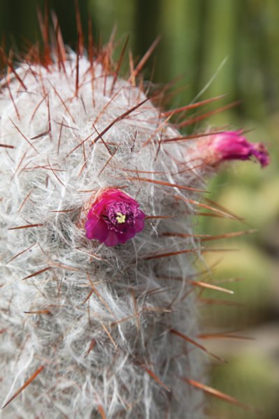 A Waterwise Cactus Garden, Photo Gallery - Gallery ...