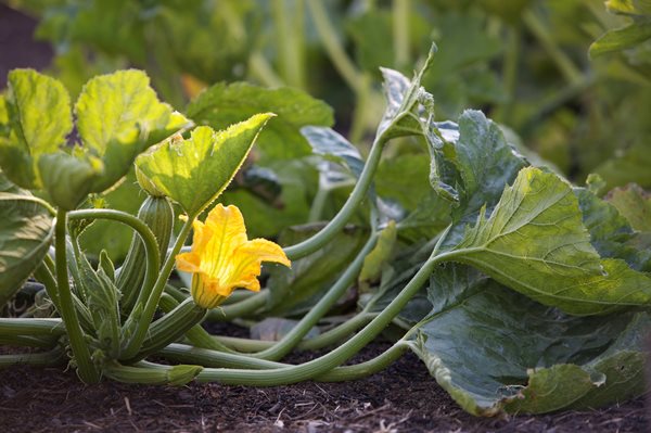 An Organic Kitchen Garden
Garden Design
Calimesa, CA