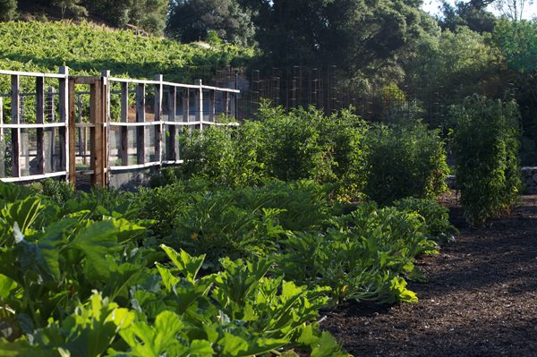 An Organic Kitchen Garden
Garden Design
Calimesa, CA