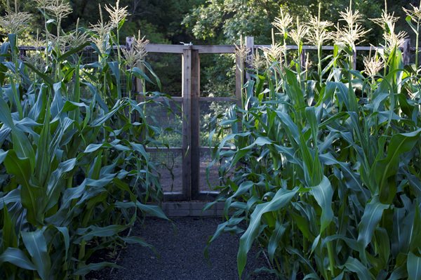 An Organic Kitchen Garden
Garden Design
Calimesa, CA