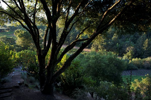 An Organic Kitchen Garden
Garden Design
Calimesa, CA