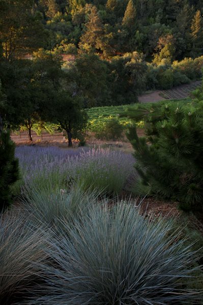 An Organic Kitchen Garden
Garden Design
Calimesa, CA