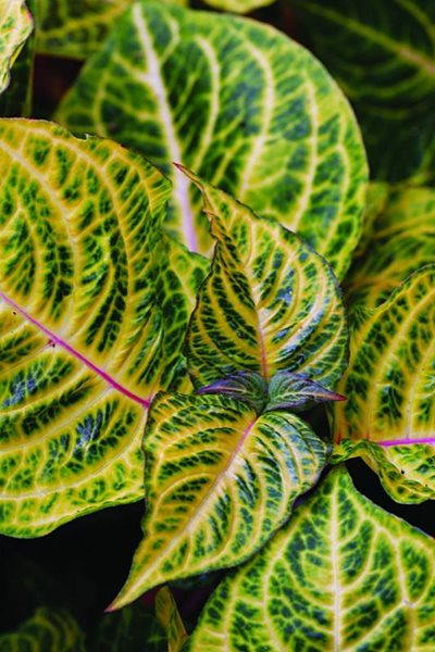 Beefsteak Blazin Lime
Annual Flowers & Plants
Ball Horticultural Company
Chicago, IL