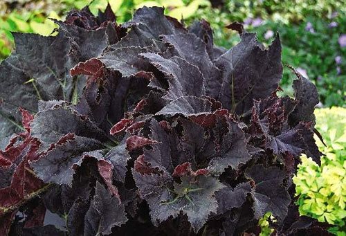 Black Plant, Begonia
Annual Flowers & Plants
Garden Design
Calimesa, CA