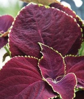 Chocolate Mint
Annual Flowers & Plants
Burpee
Warminster, PA
