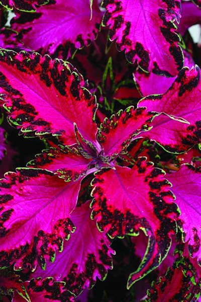 Coleus Pink Chaos
Annual Flowers & Plants
Garden Crossings
Zeeland, MI