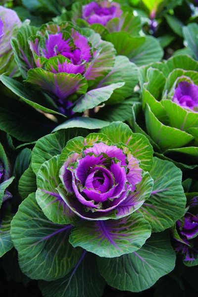 Kale Crane Red, Annual
Annual Flowers & Plants
Germania Seed Company
Chicago, IL
