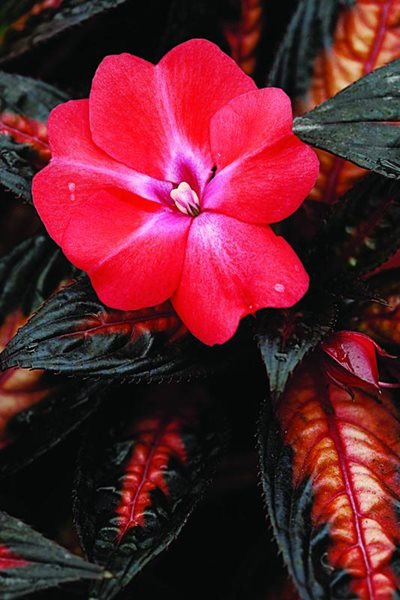 New Guinea Impatiens
Annual Flowers & Plants
Ball Horticultural Company
Chicago, IL