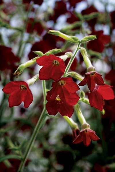 Nicotiana Babybella
Annual Flowers & Plants
Floranova
Pierceton, IN
