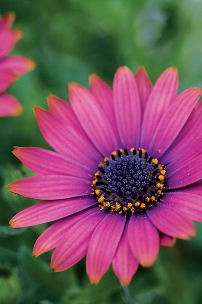 Osteospermum Summertime Series
Annual Flowers & Plants
Dummen Group
,