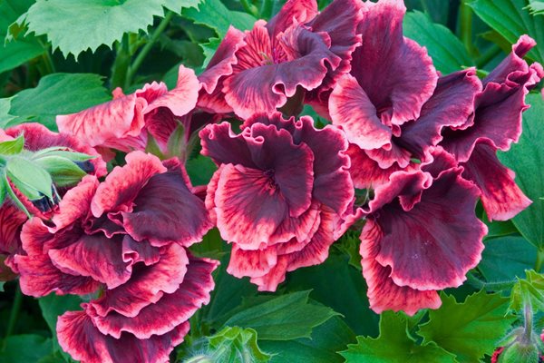 Pelargonium Domesticum, Regal Geranium, Rimfire
Annual Flowers & Plants
Alamy Stock Photo
Brooklyn, NY