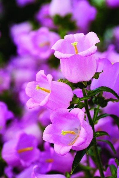 Pink Champion Bellflower, Canterbury Bells, Cup And Saucer Plant
Annual Flowers & Plants
Soquel Nursery Growers
Soquel, CA