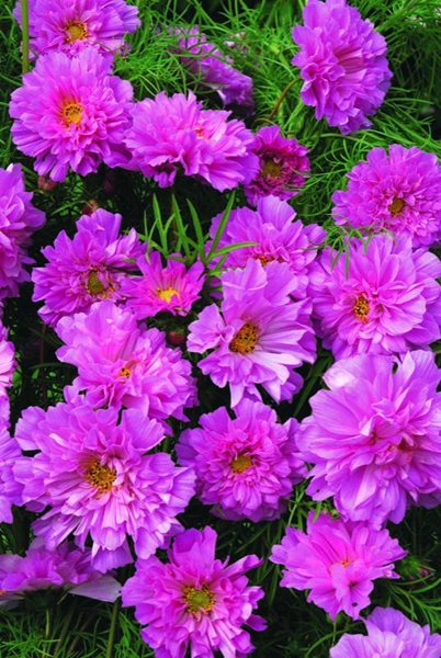 Pink Cosmos
Annual Flowers & Plants
Thompson & Morgan
Aurora, IN