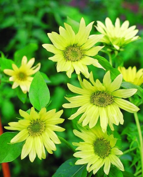 Sunflower Jade
Annual Flowers & Plants
Burpee
Warminster, PA