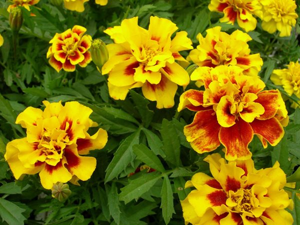 Tagetes Patula, Aurora Yellow Fire, Marigold Flower
Annual Flowers & Plants
Millette Photomedia
,
