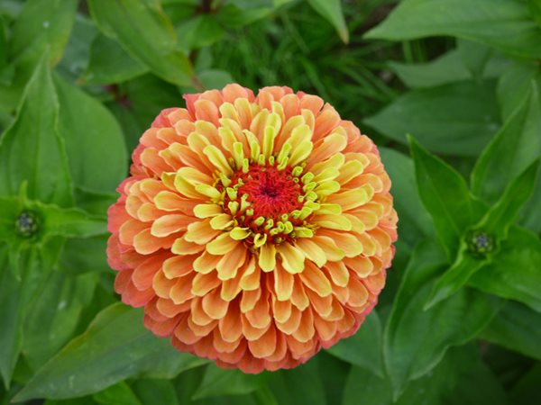 Zinnia Elegans, Queeny Lime Orange, Zinnia Flower
Annual Flowers & Plants
All-America Selections
Downers Grove, IL