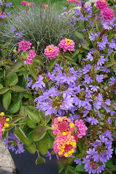 What are Mounding Annuals?