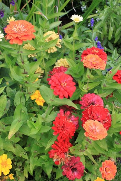 Annual Flowers to Consider for Your Garden This Year
Garden Design
Calimesa, CA